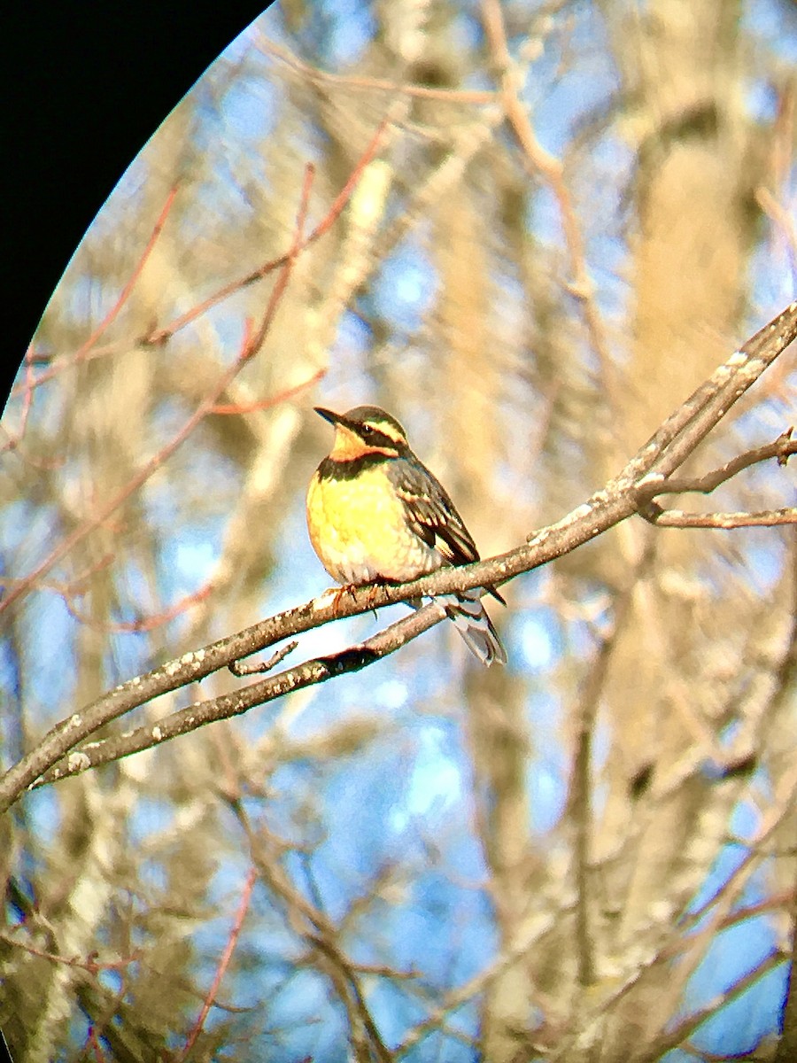 Varied Thrush - ML307841081