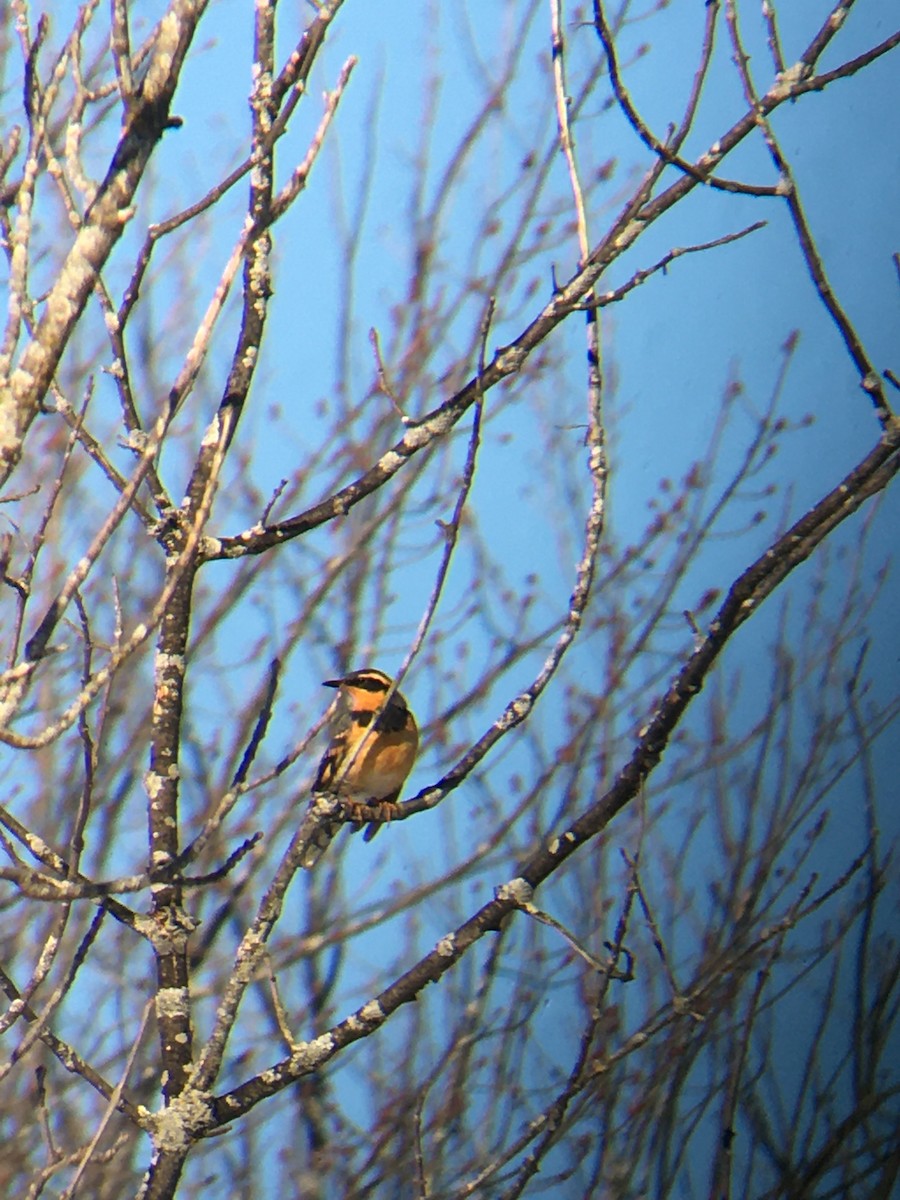 Varied Thrush - ML307841091