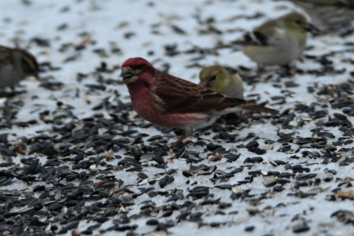 Purple Finch - ML307841491