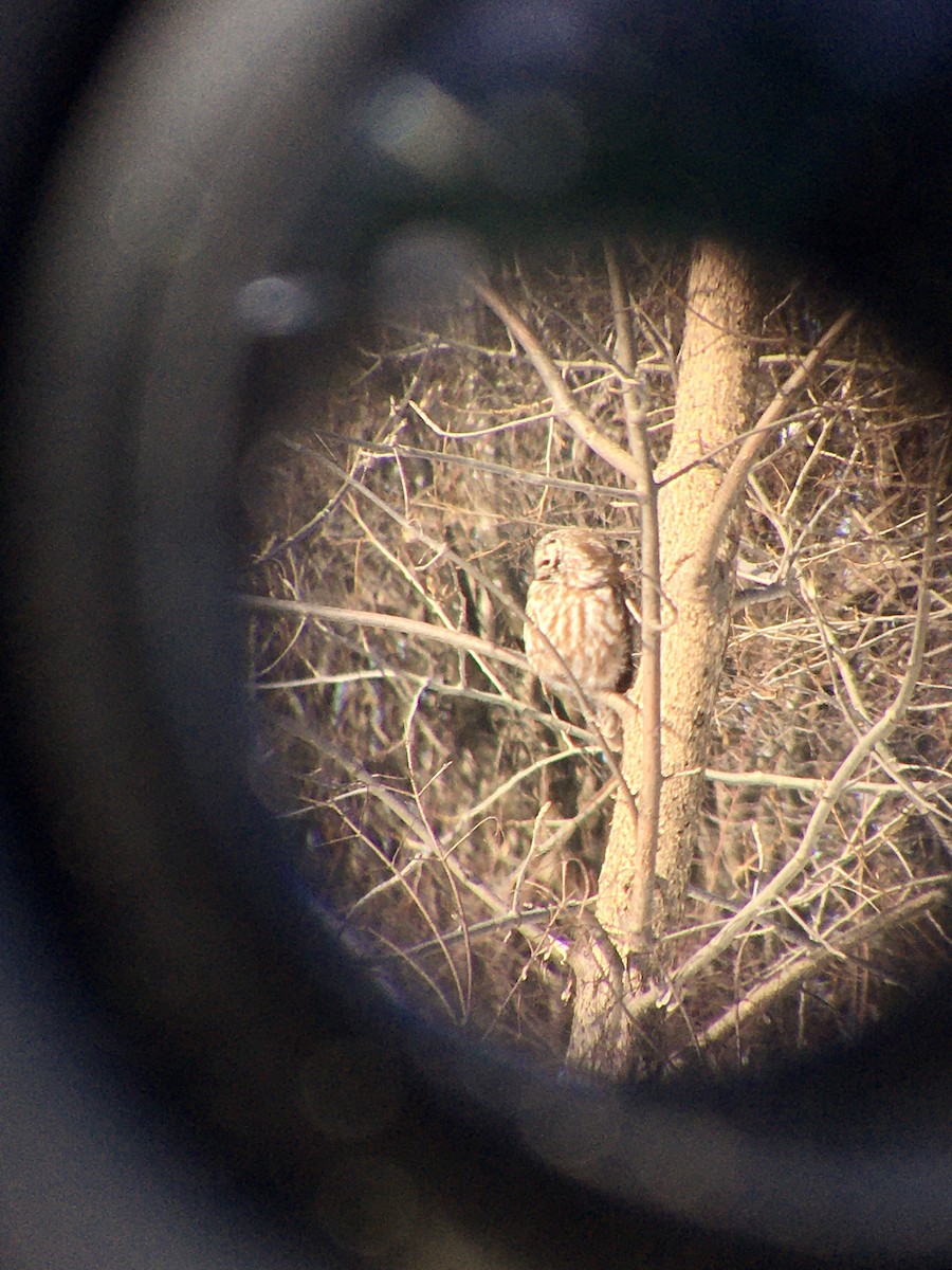 Boreal Owl - ML307841671