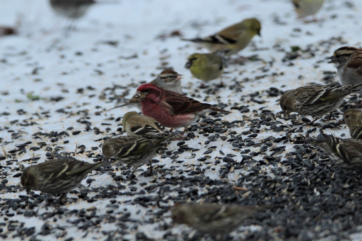 Purple Finch - ML307841721