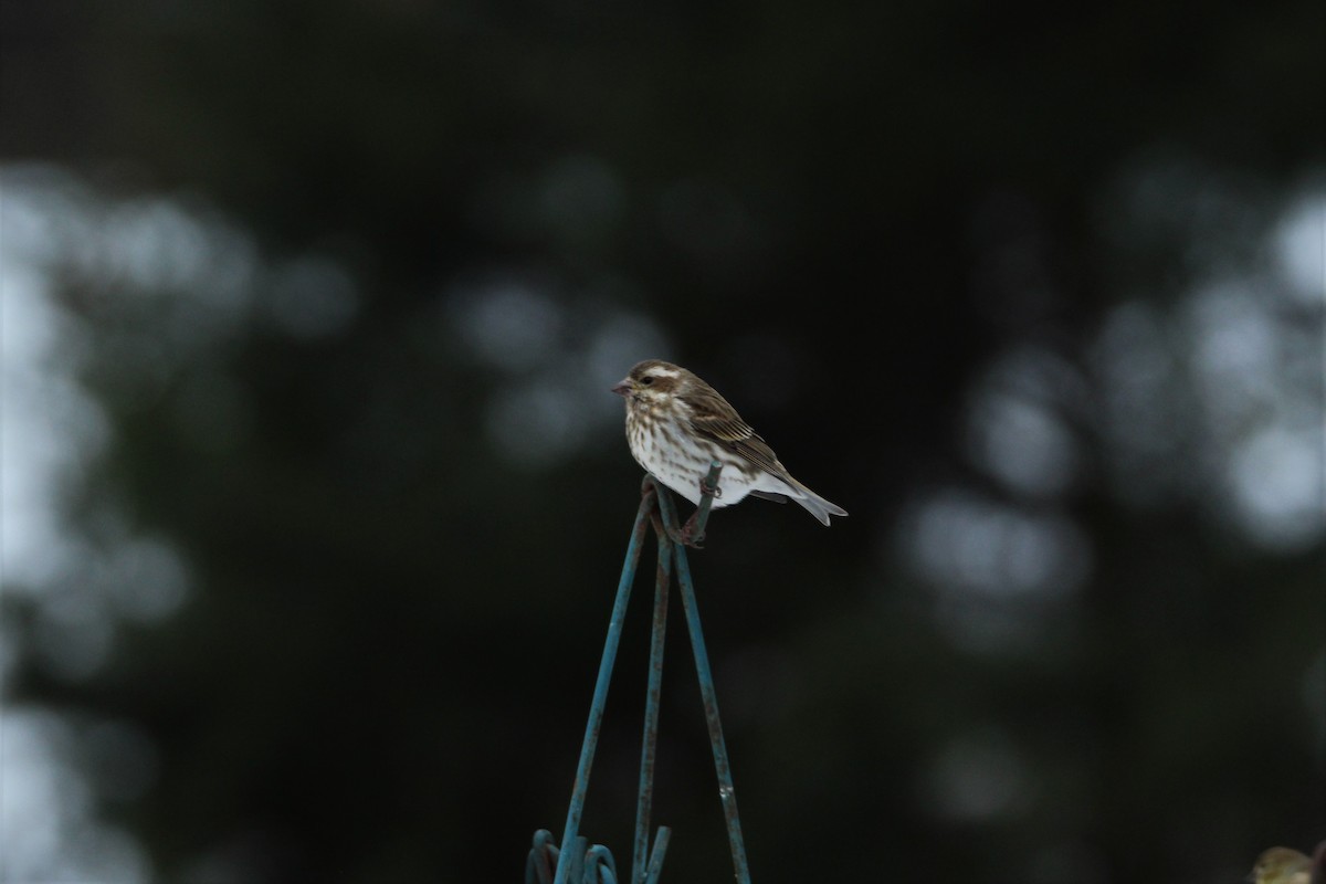 Purple Finch - ML307841901