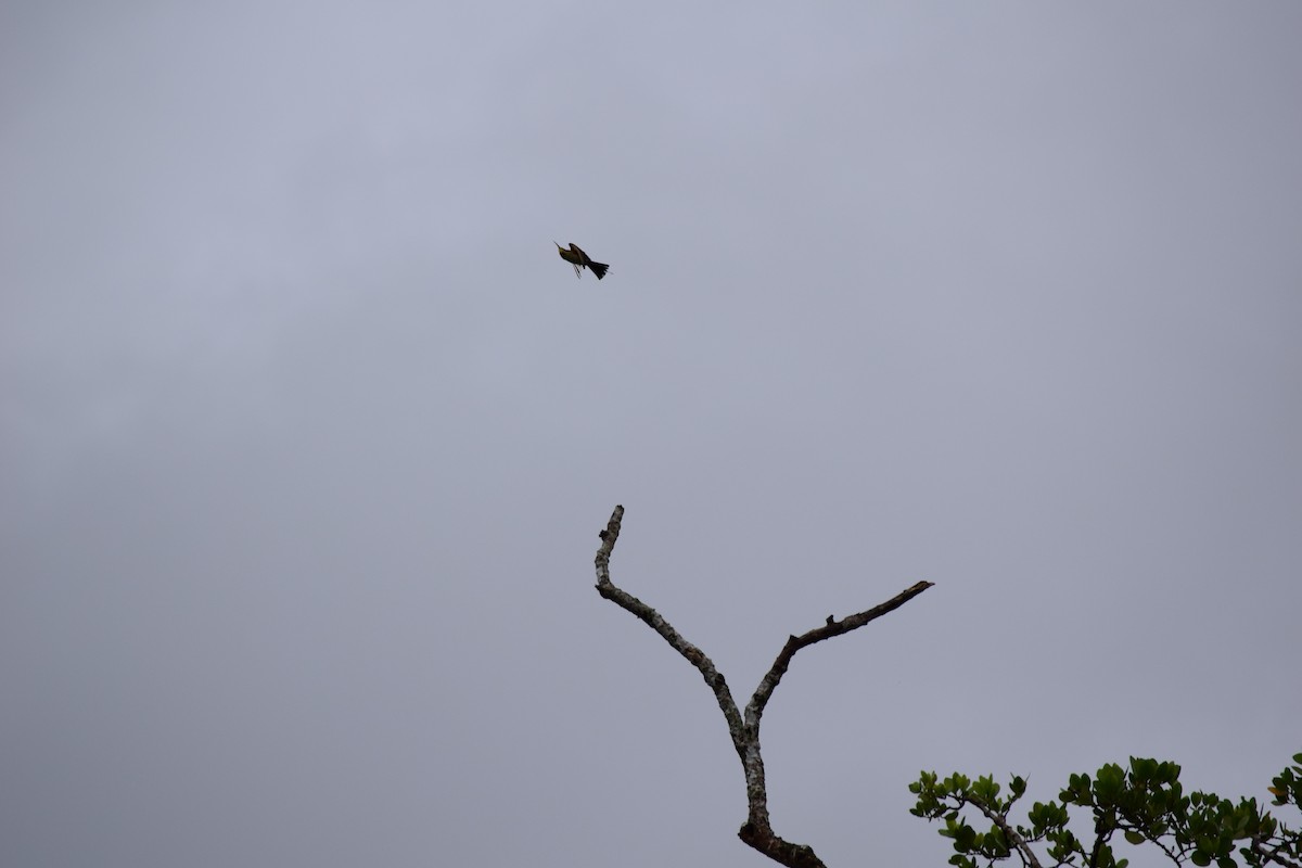 Rainbow Bee-eater - ML30784211