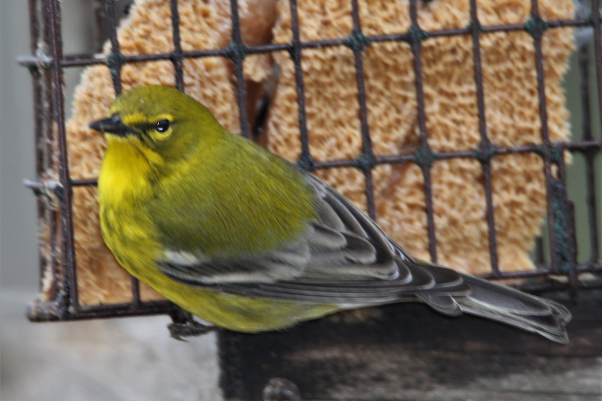 Pine Warbler - ML307842131