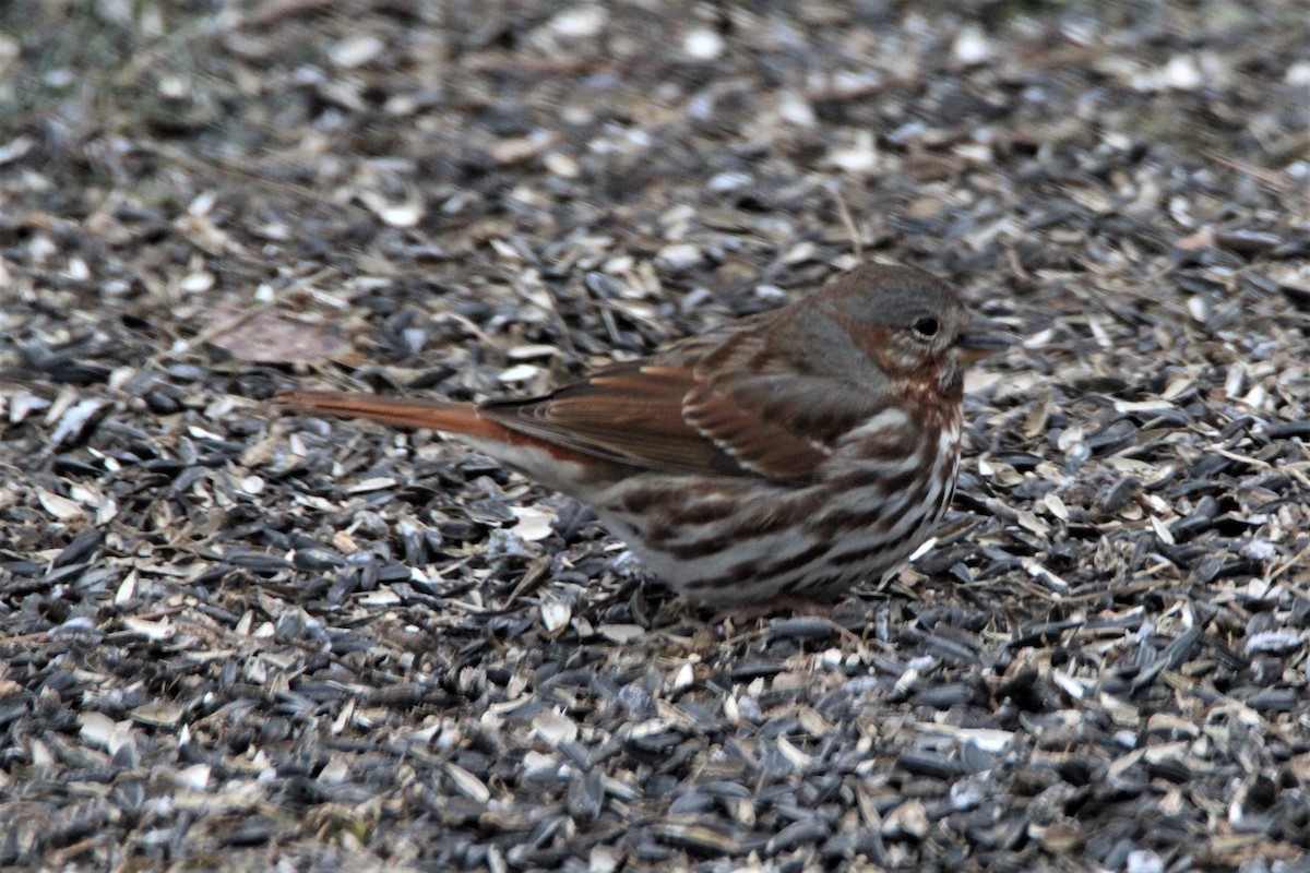 Fox Sparrow (Red) - Randy Robinson