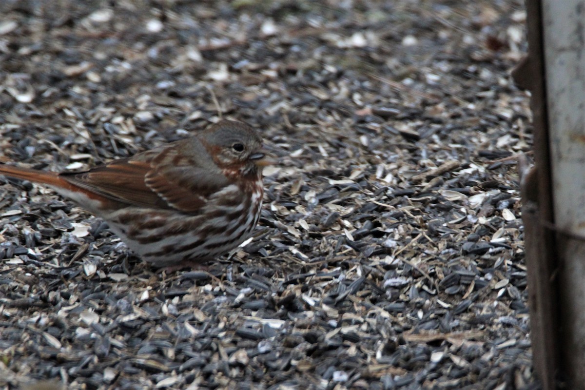 Fox Sparrow (Red) - ML307842311