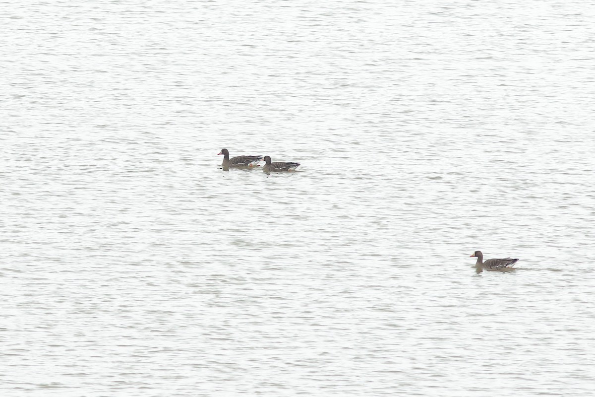 Greater White-fronted Goose - ML307842331