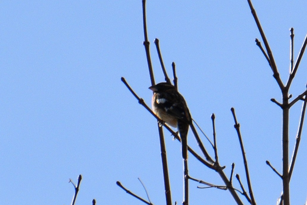 Black-headed Grosbeak - ML307843631