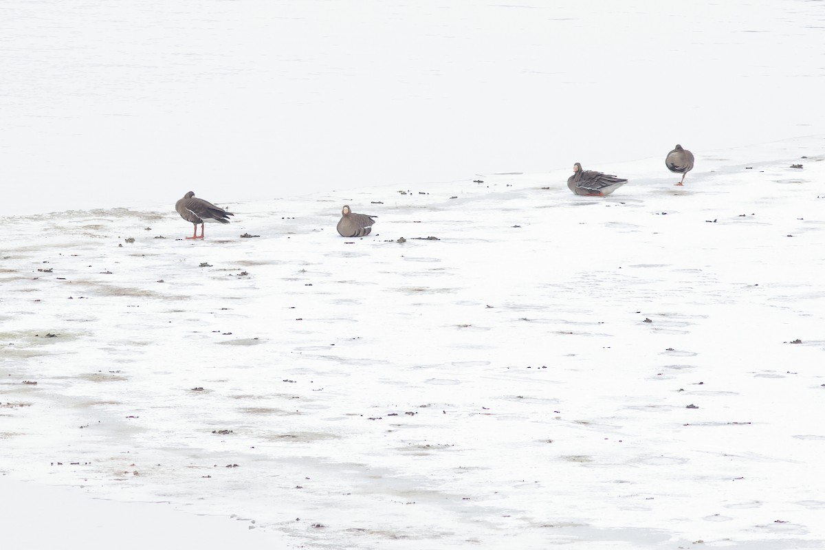 Greater White-fronted Goose - ML307843691