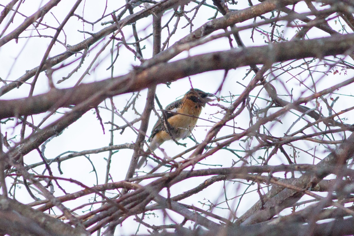 Black-headed Grosbeak - ML307843841