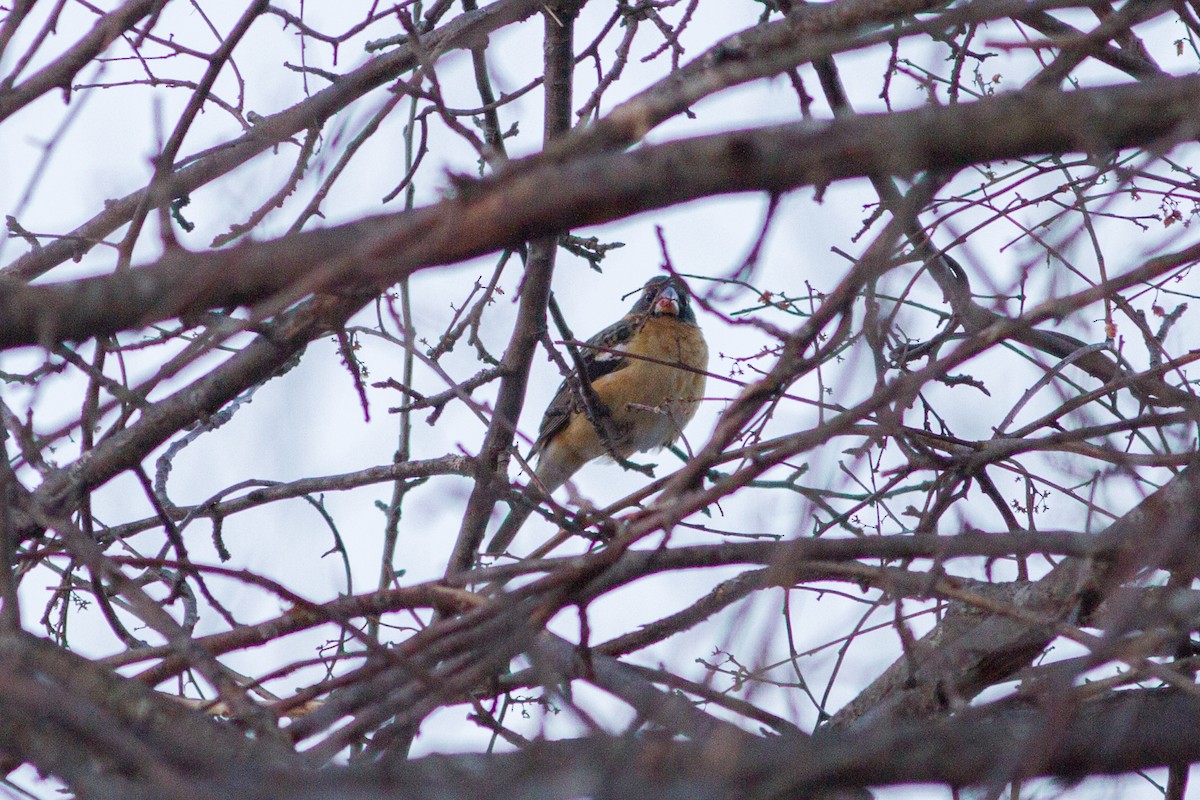 Black-headed Grosbeak - ML307843921