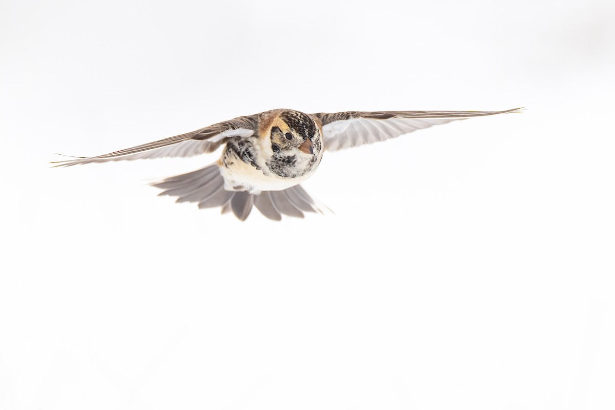 Lapland Longspur - ML307844991