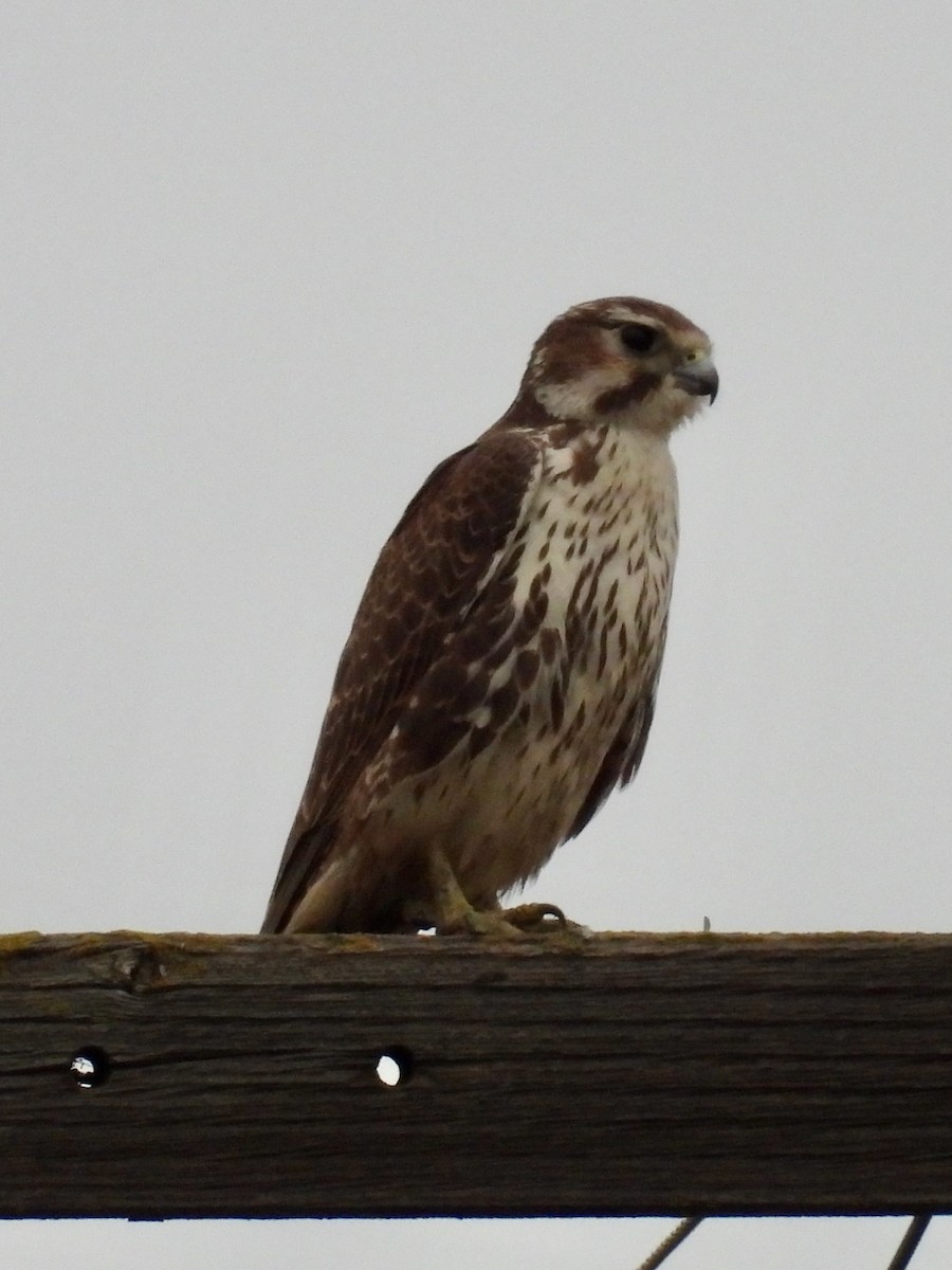 Prairie Falcon - ML307845381