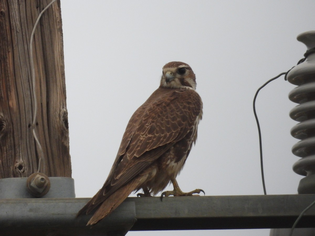 Prairie Falcon - ML307845421