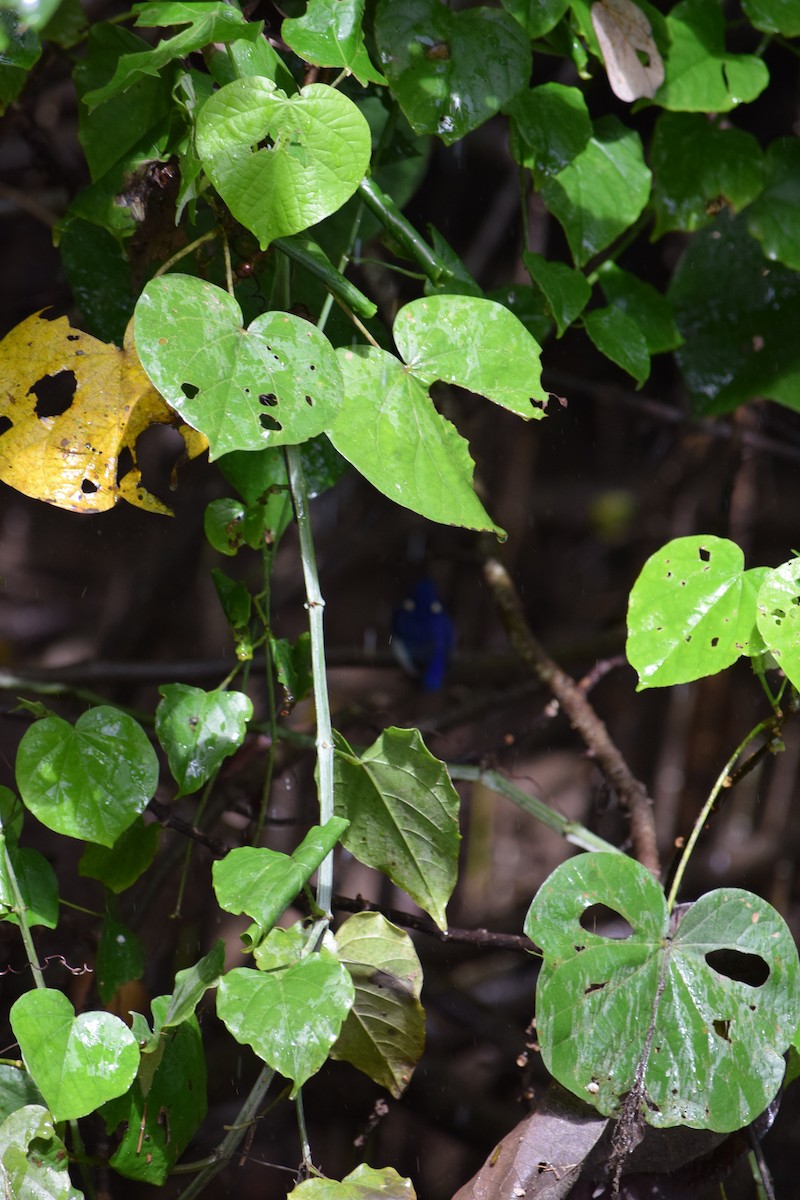 Little Kingfisher - ML30784621