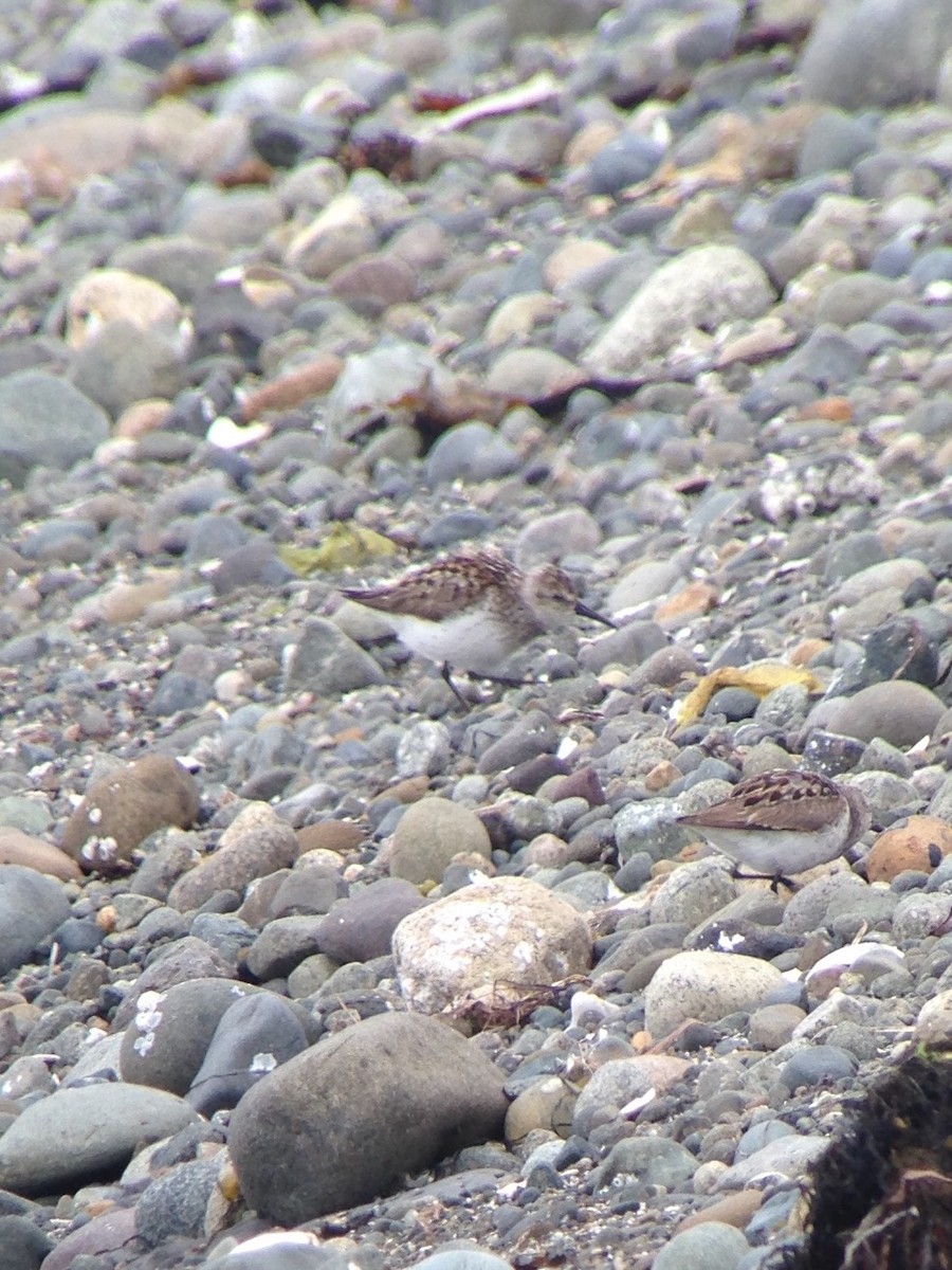 Western Sandpiper - ML30784901