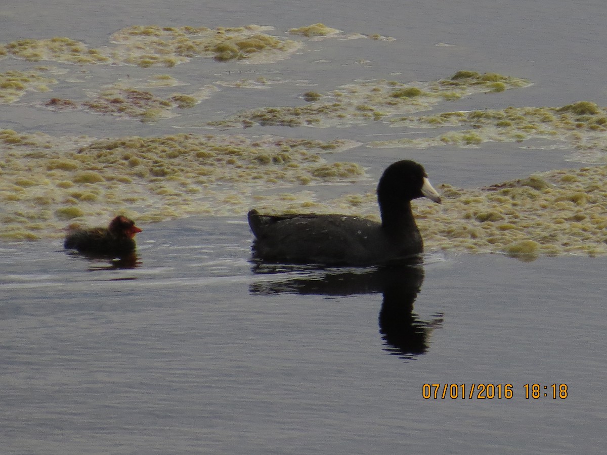 American Coot (Red-shielded) - ML30784921