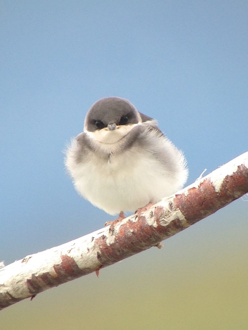 Golondrina Bicolor - ML30784951