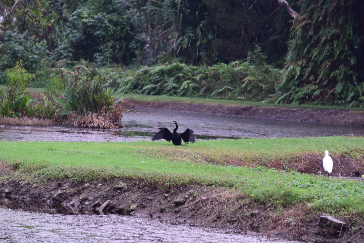 Anhinga d'Australie - ML30785051