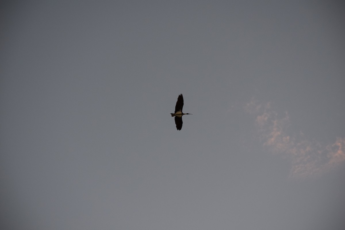 Straw-necked Ibis - ML30785121