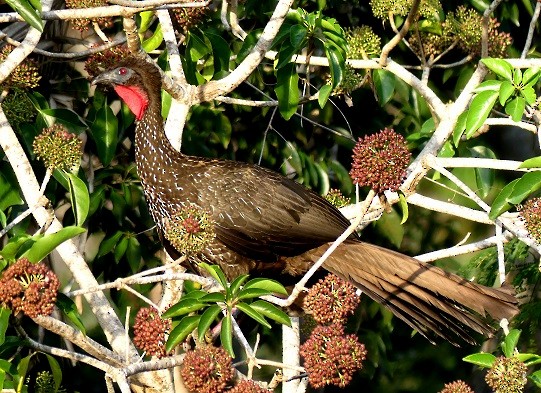 Crested Guan - ML307853711