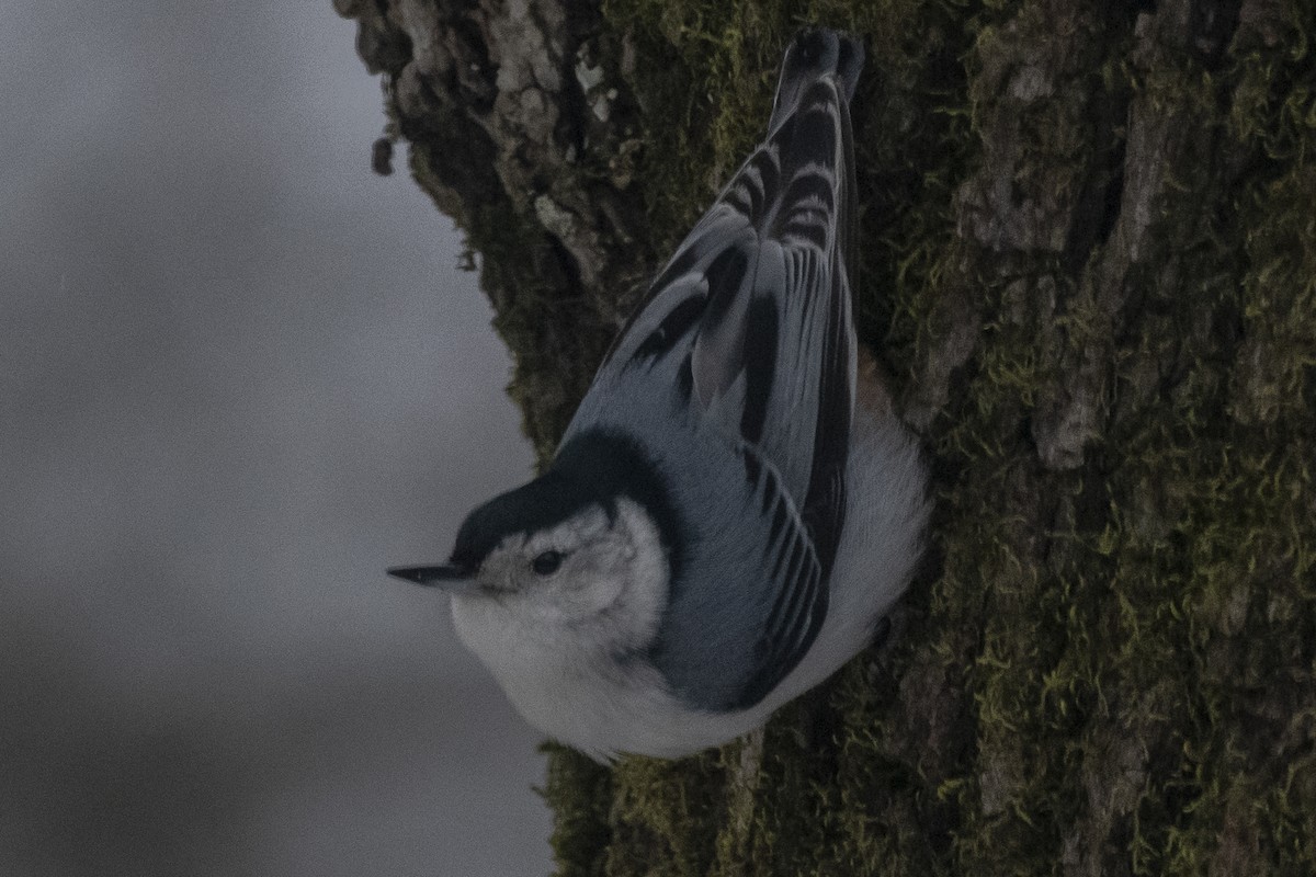 White-breasted Nuthatch - ML307854971