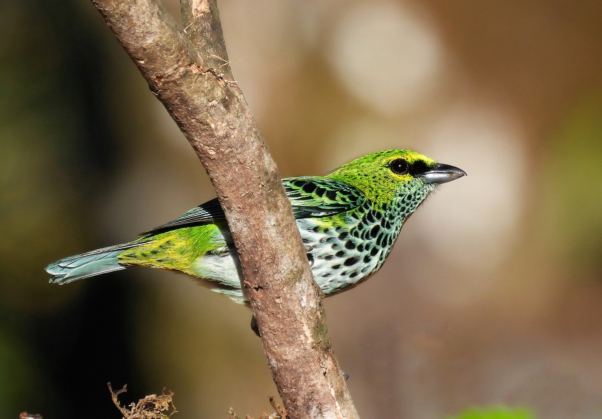 Speckled Tanager - Carlos Ulate