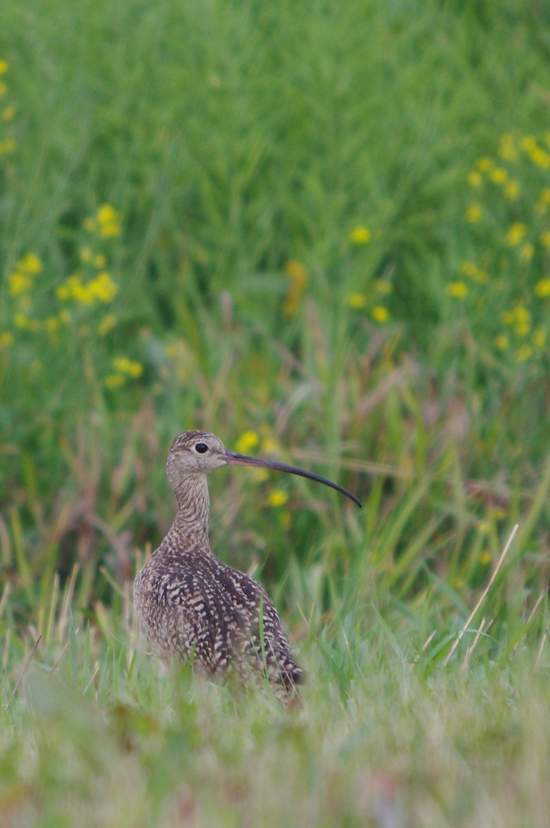 Long-billed Curlew - ML307858591