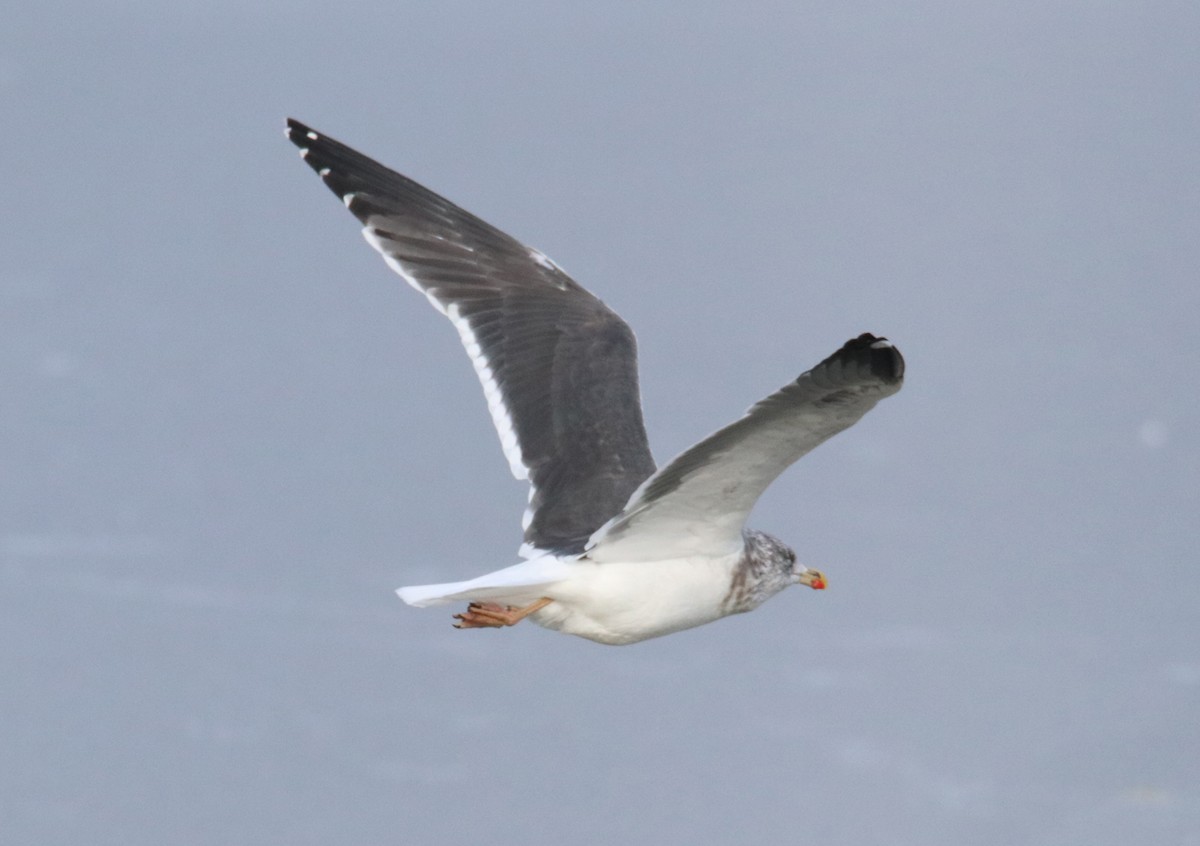 Lesser Black-backed Gull - ML307858881