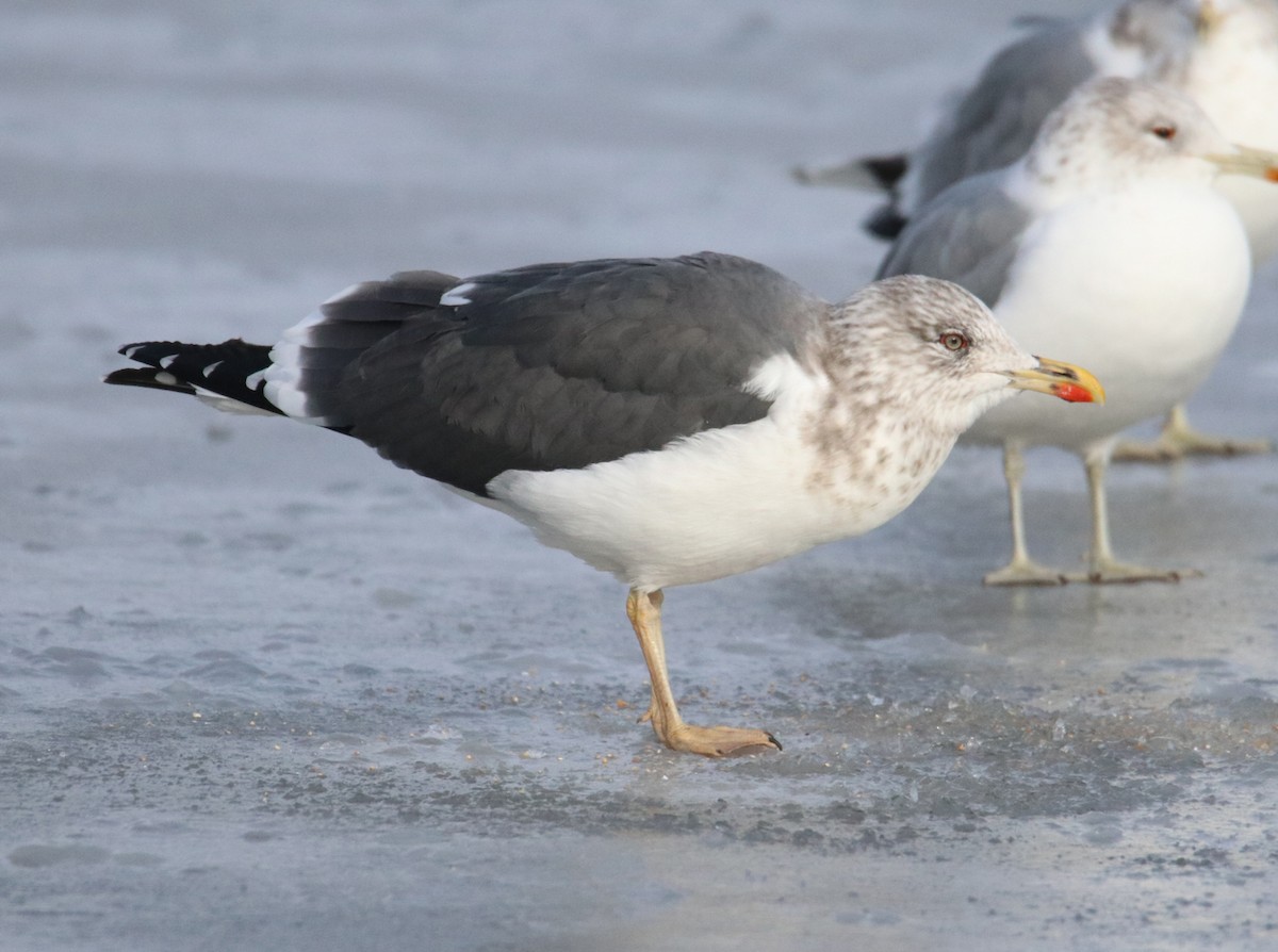 Lesser Black-backed Gull - ML307858911