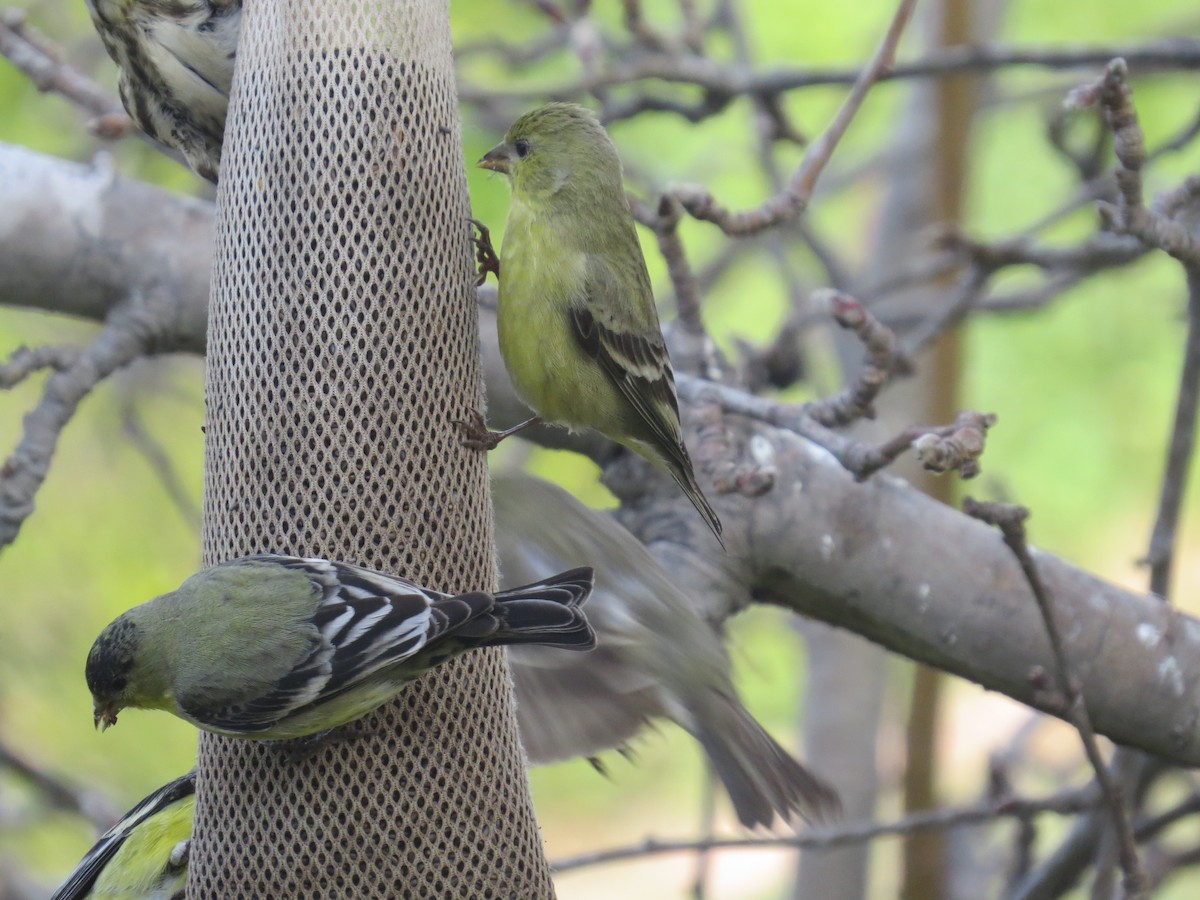 Lesser Goldfinch - ML307860421