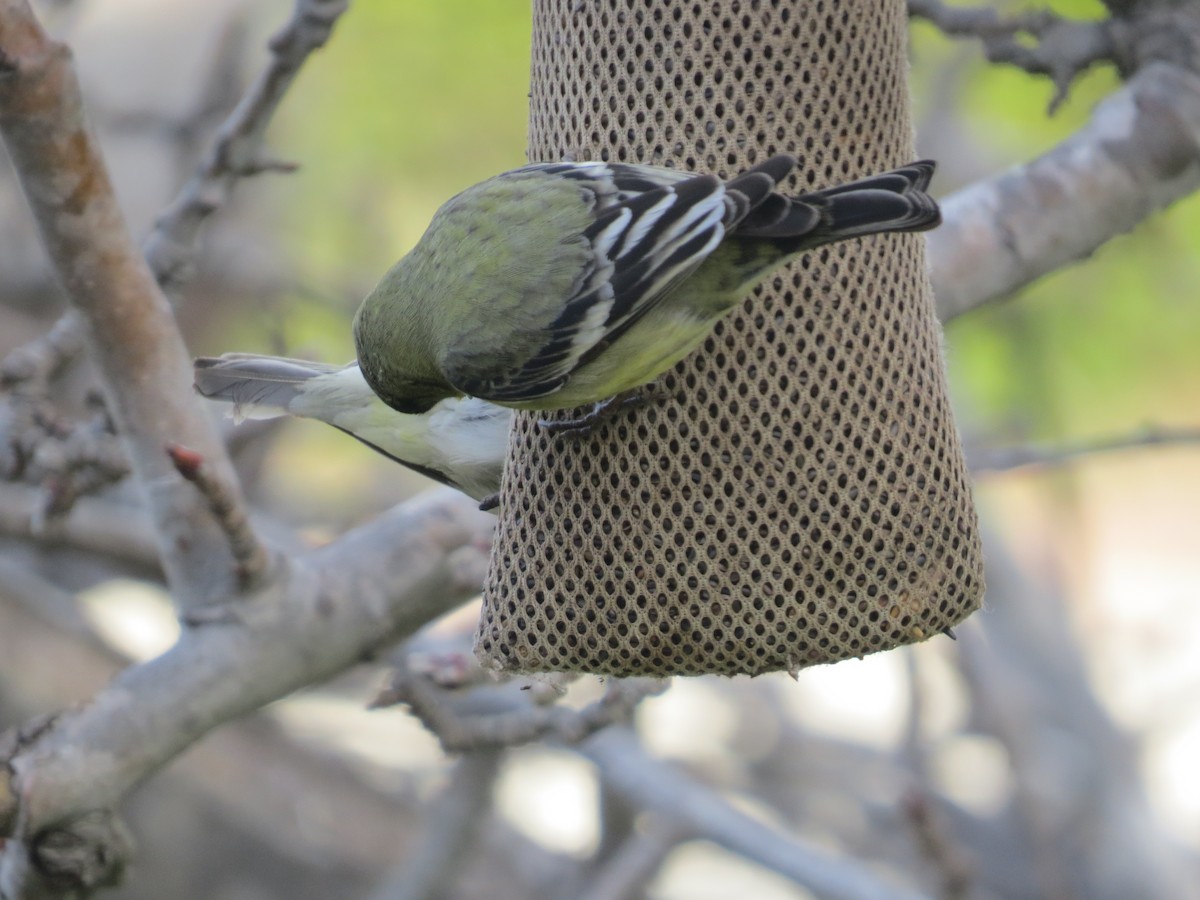 Lesser Goldfinch - ML307860611