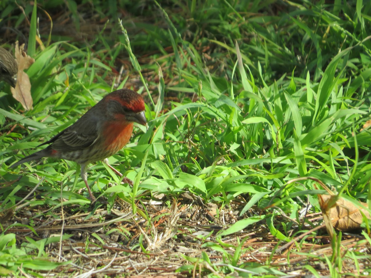 House Finch - ML307860771