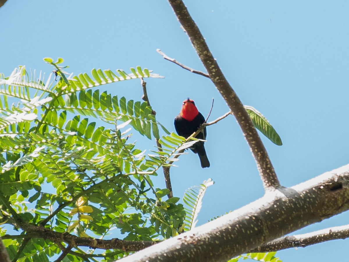 Black-bellied Myzomela