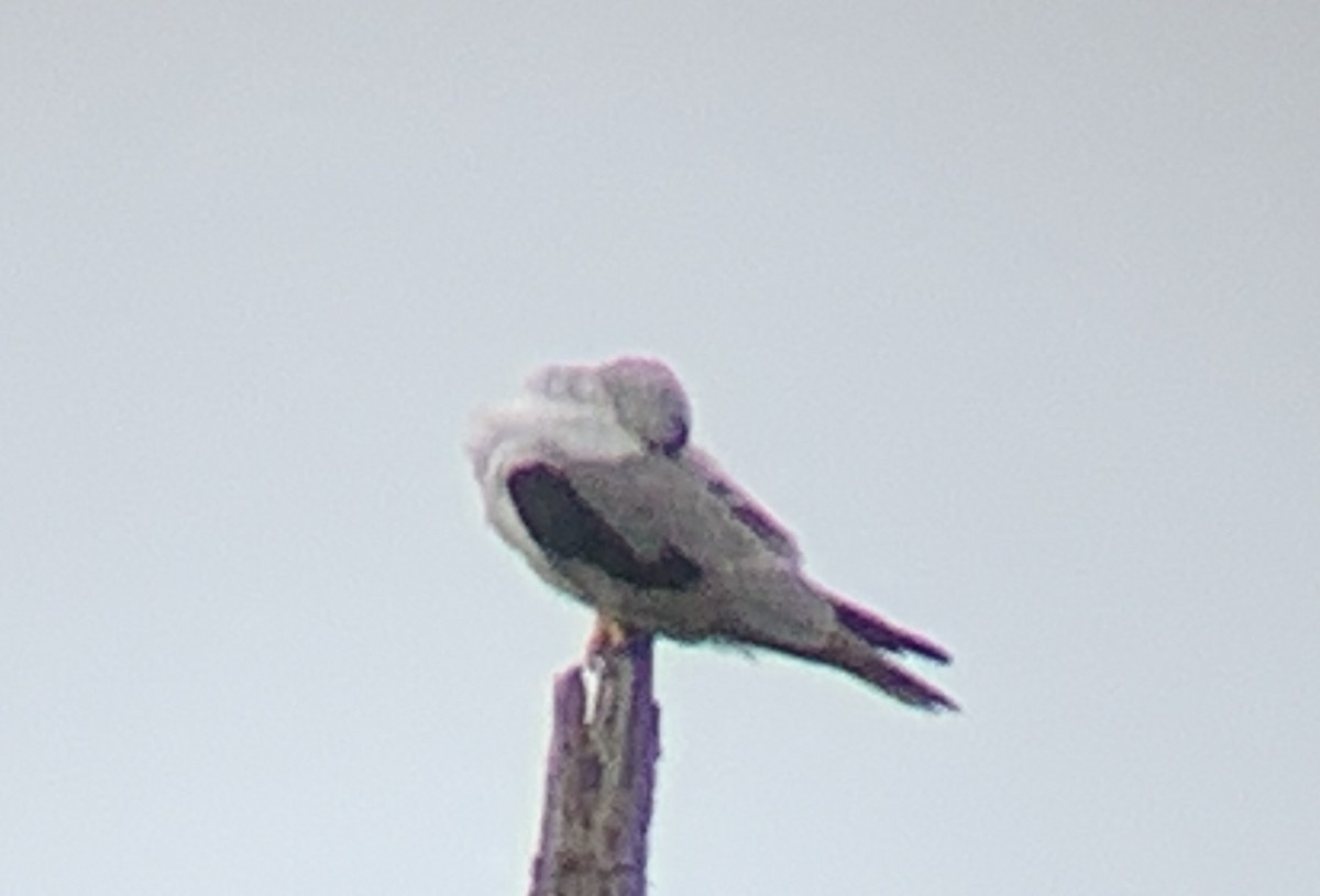 White-tailed Kite - ML307861851