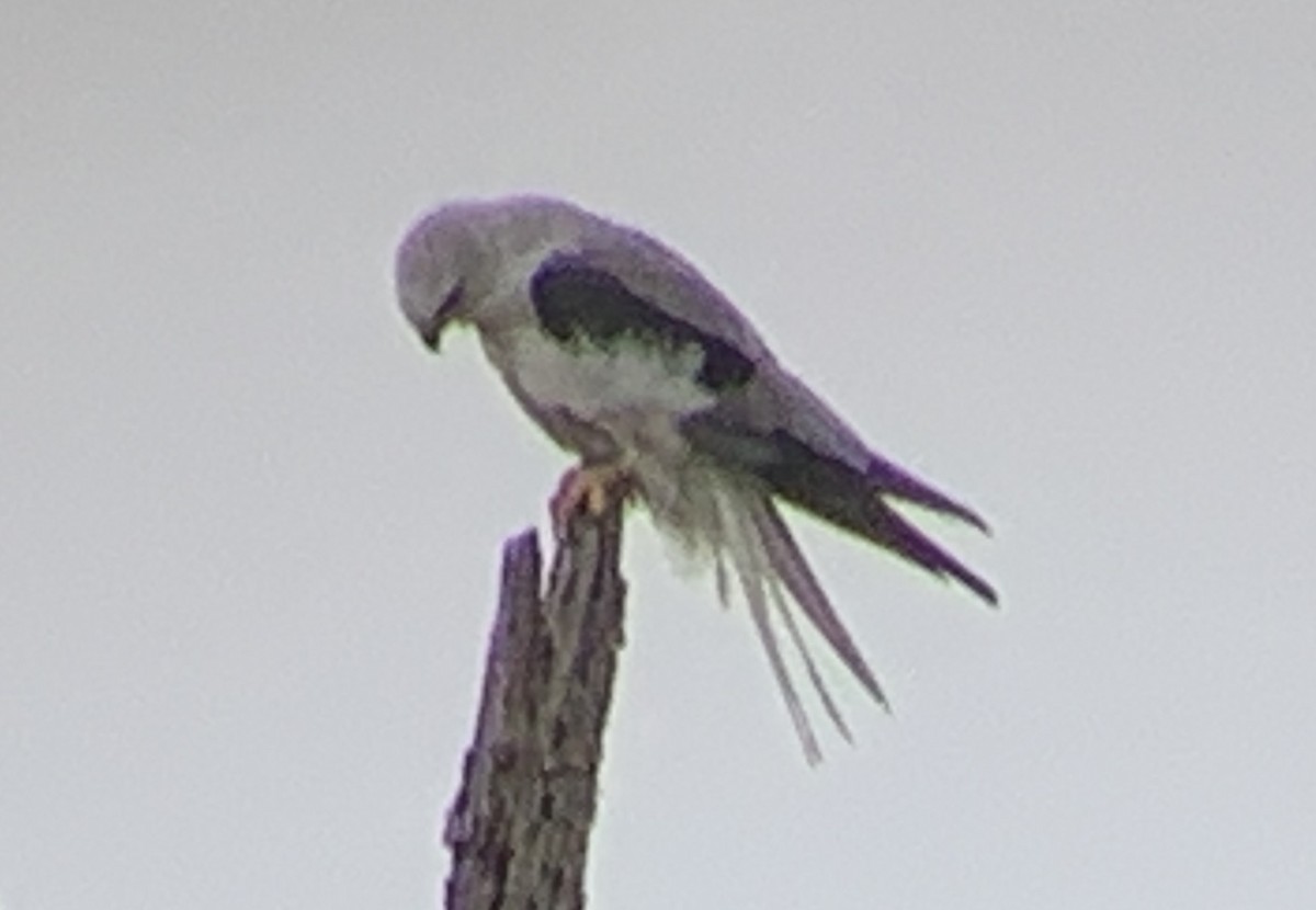 White-tailed Kite - ML307861861