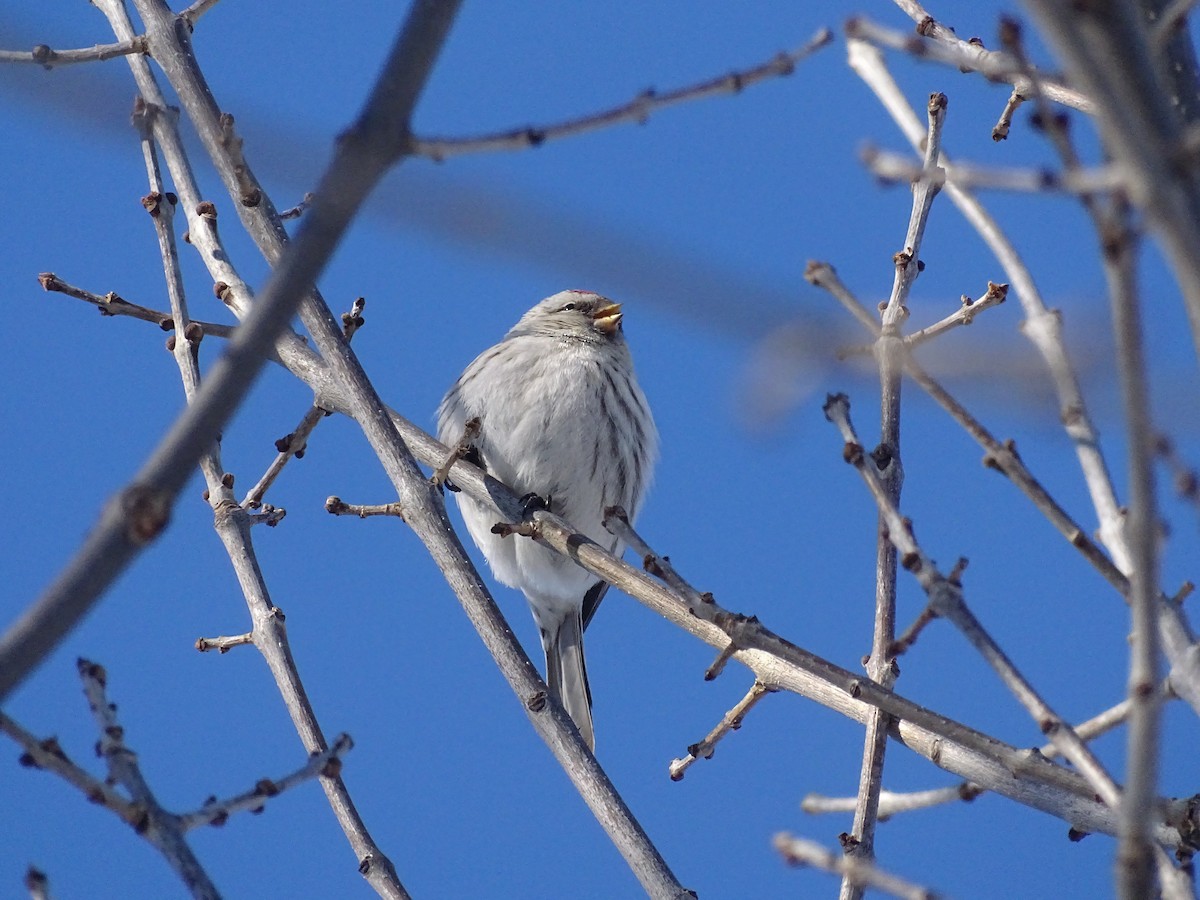 Hoary Redpoll - ML307862011