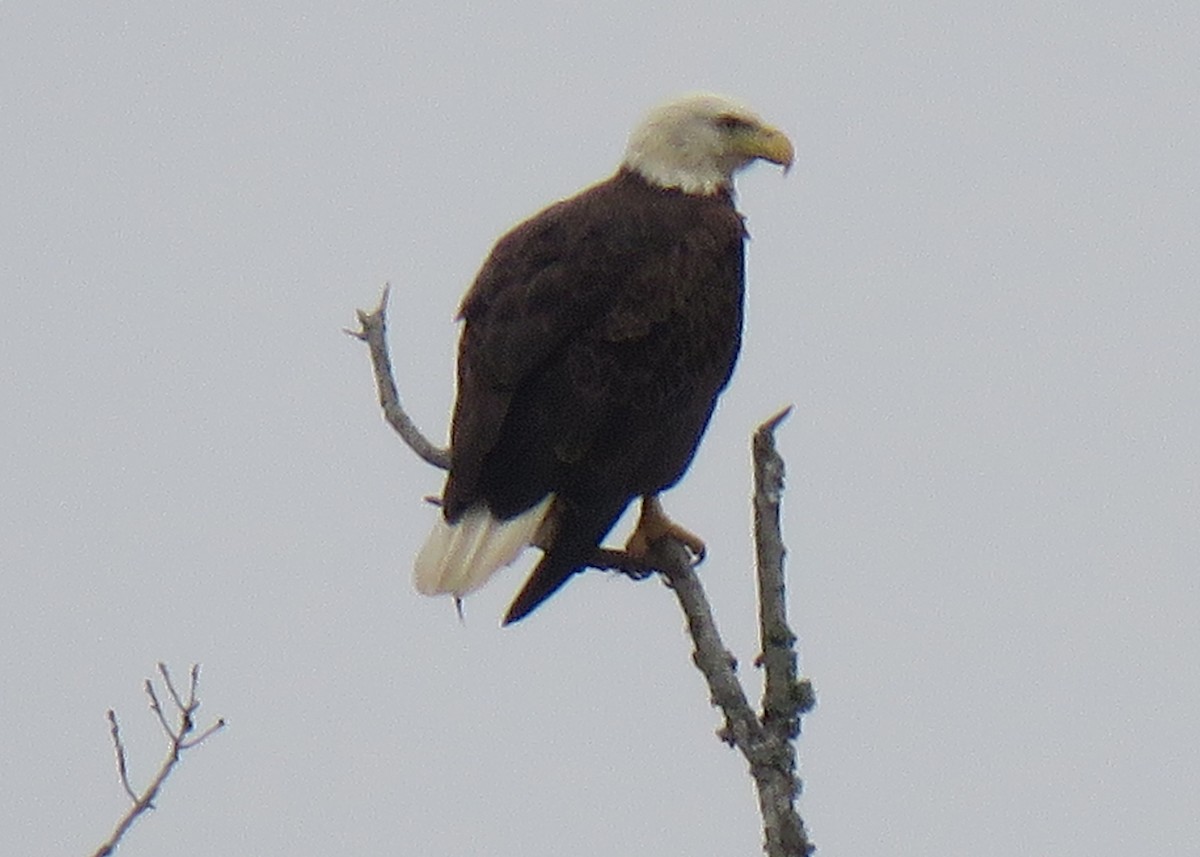 Bald Eagle - ML307862341