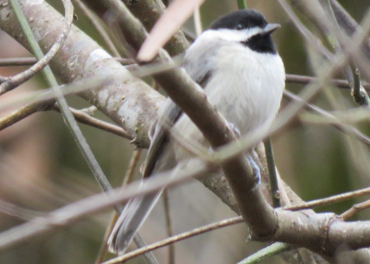 Carolina Chickadee - ML307862511