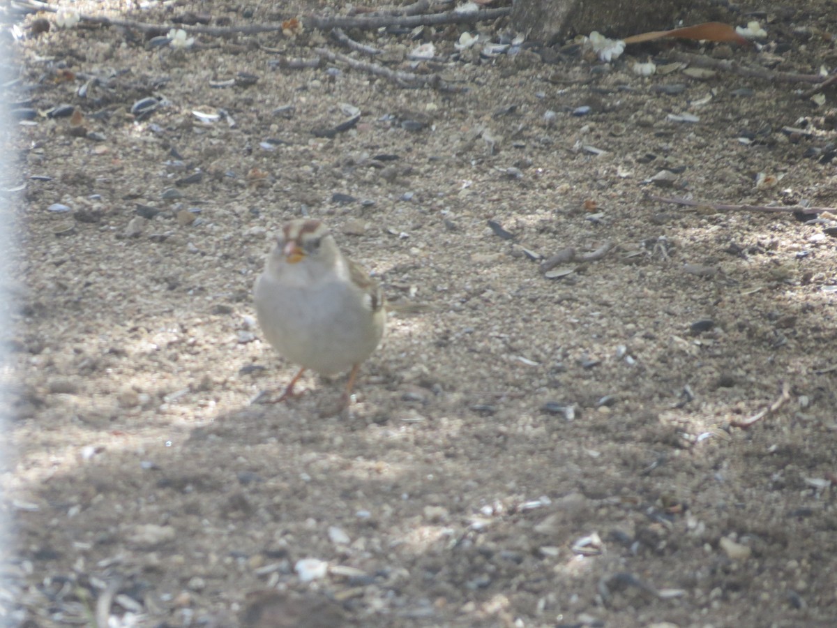 White-crowned Sparrow - ML307862831