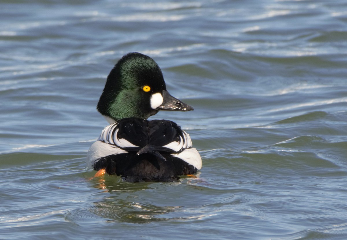 Common Goldeneye - ML307863031