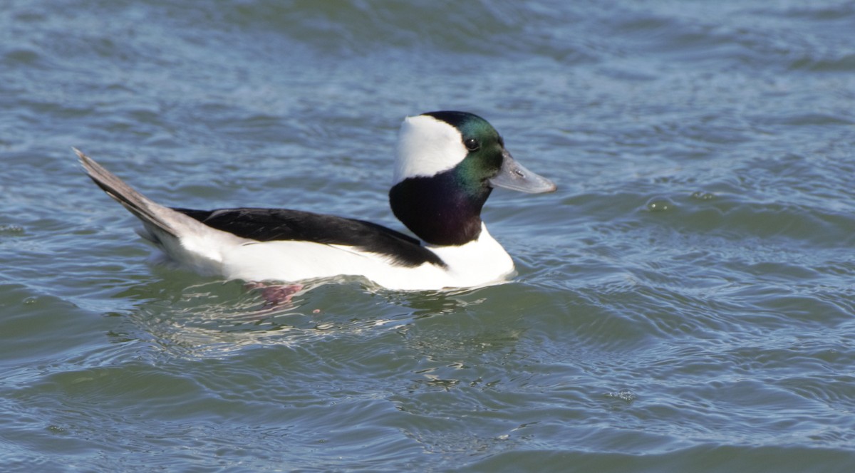 Bufflehead - ML307863251