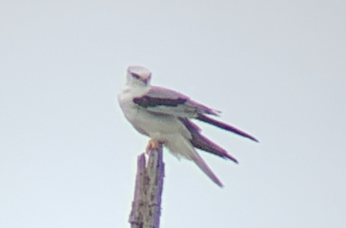 White-tailed Kite - ML307865341