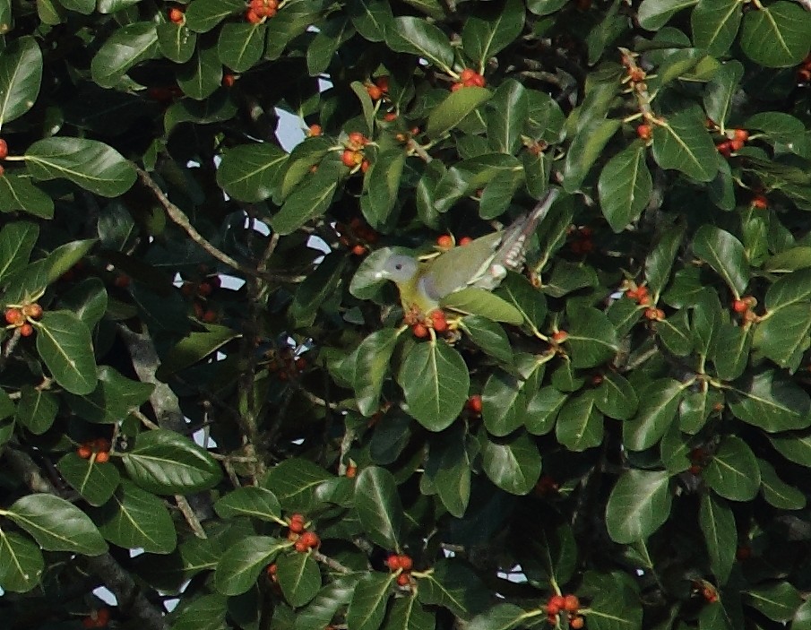 Yellow-footed Green-Pigeon - ML30786551