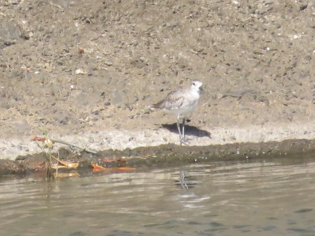 Black-bellied Plover - ML307867681