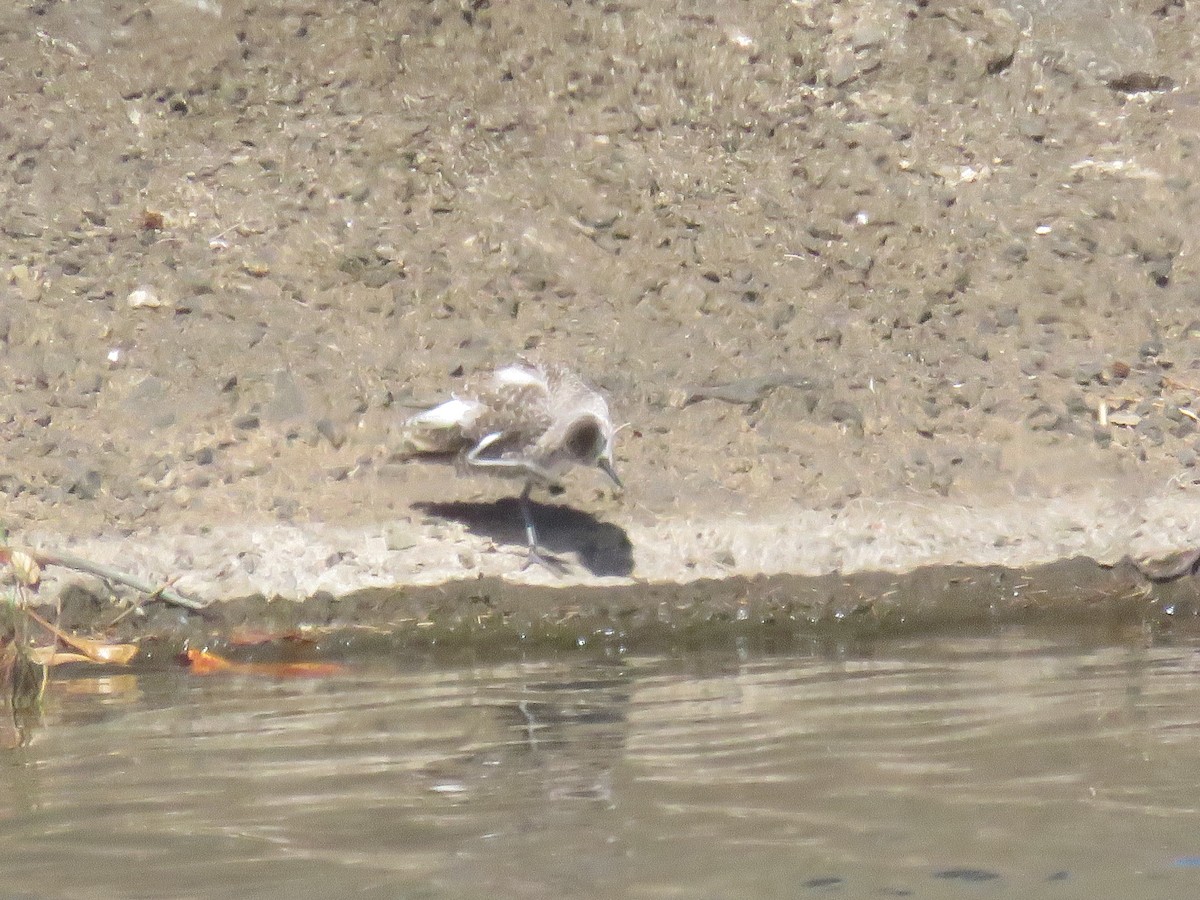 Black-bellied Plover - Peggy Horton