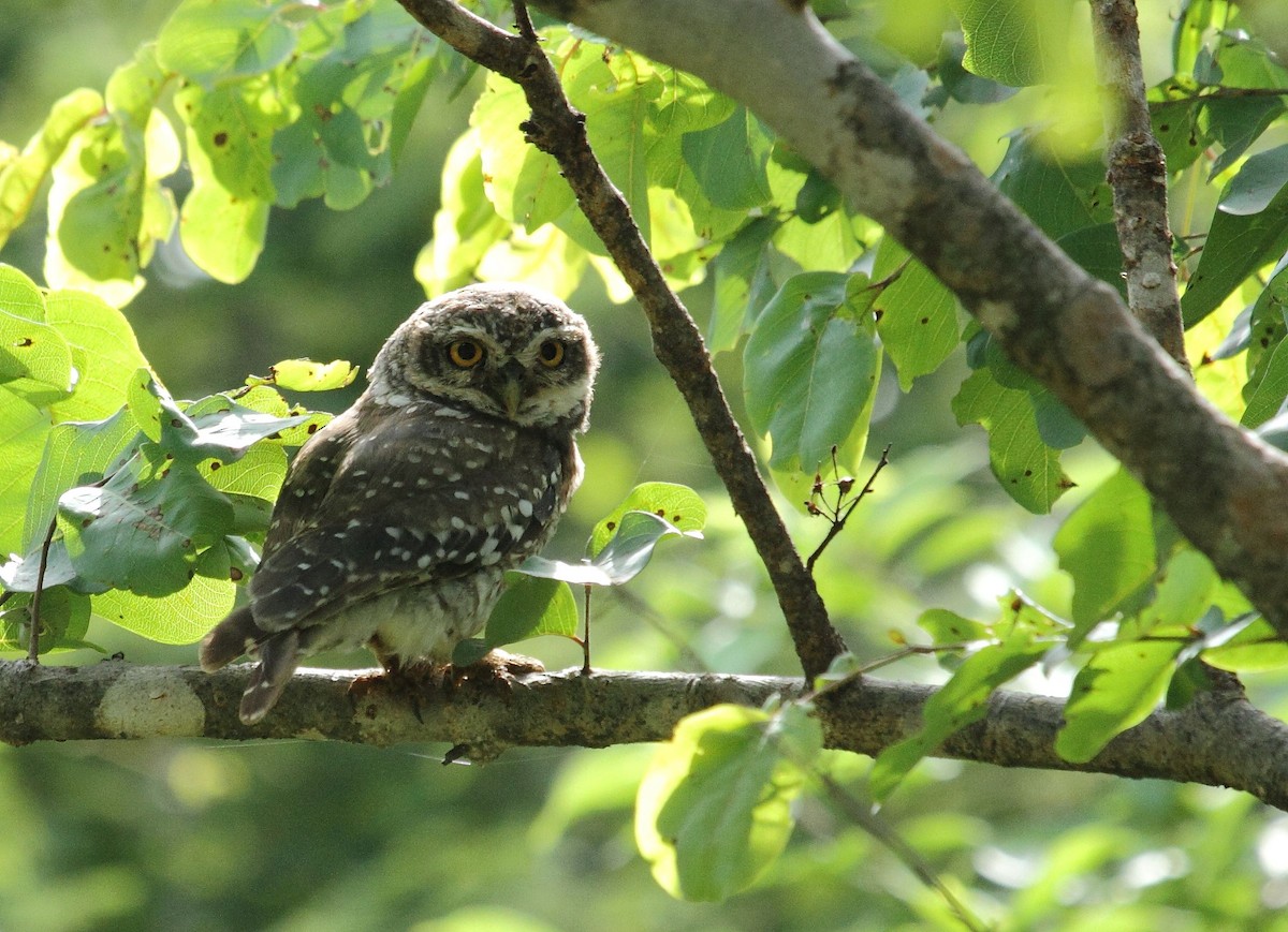 Spotted Owlet - ML30786791