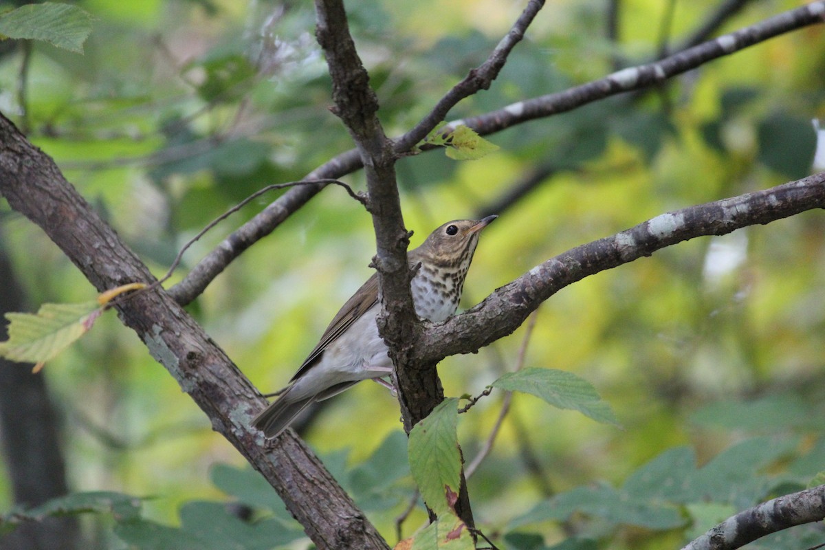 Swainson's Thrush - ML307868611