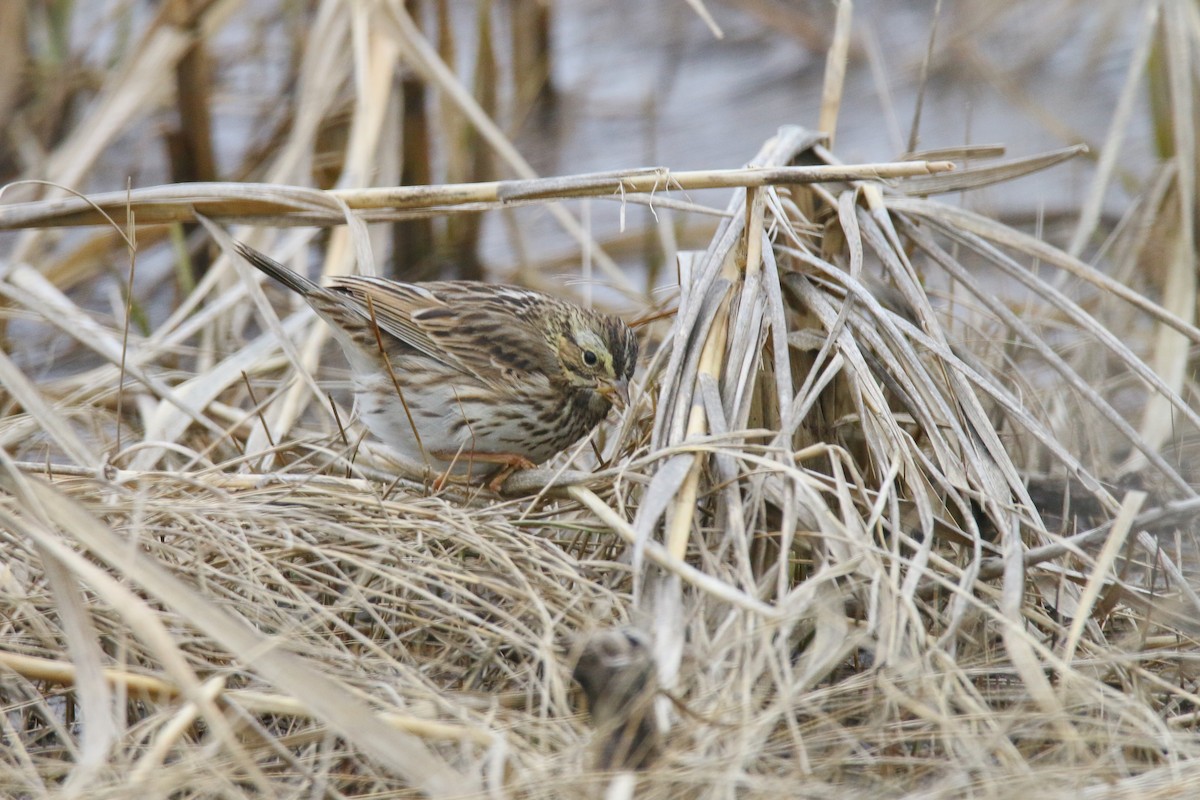 Savannah Sparrow - ML307870331