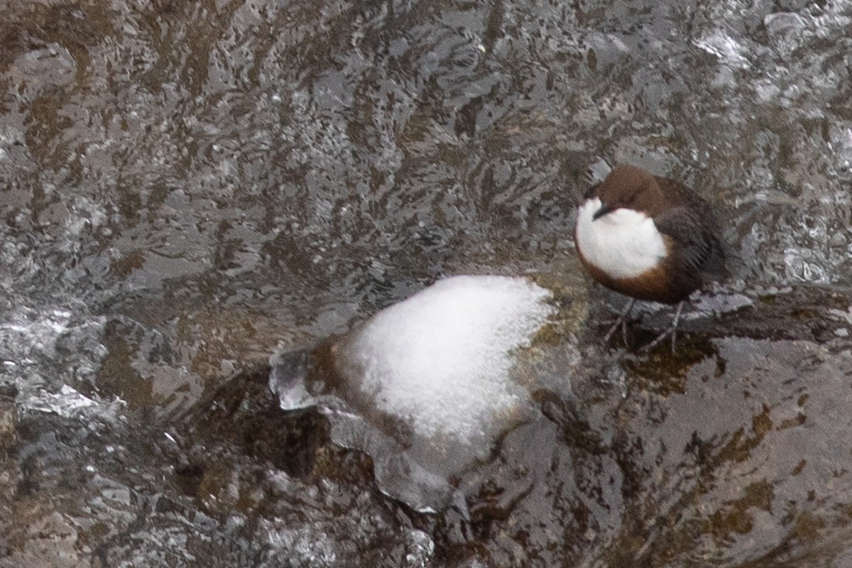 White-throated Dipper - ML307870561